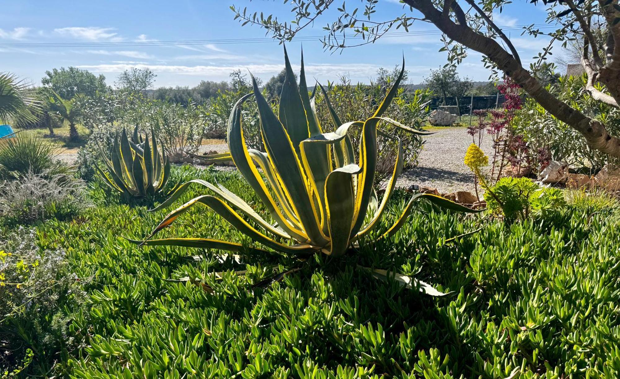 Finca Es Velar サンタニー エクステリア 写真